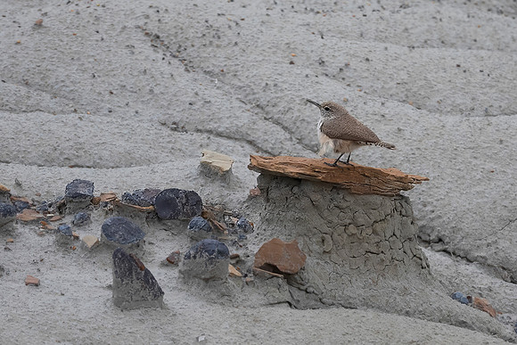 Cactus Wren