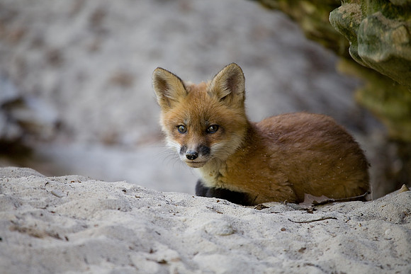 Fox Kit, Starved Rock State Park, LaSalle County, IL