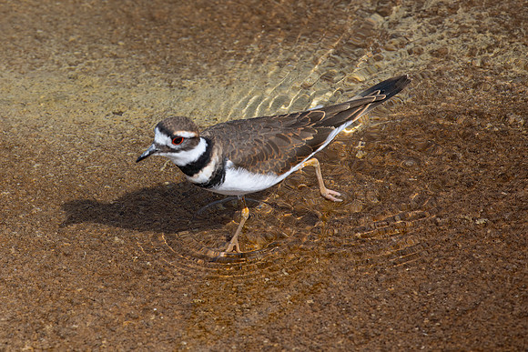 Killdeer