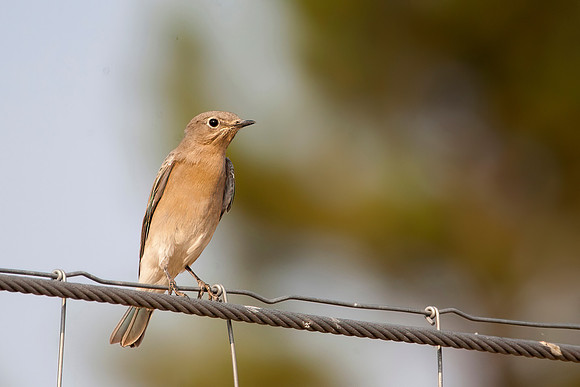 Mountain Bluebird, Female