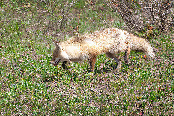 Red Fox