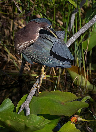 Green Heron