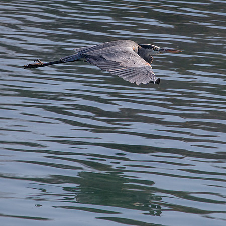 Great Blue Heron in Flight