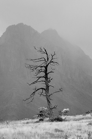 Twisted Tree, Glacier National Park, MT