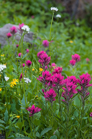 Magenta Paintbrush, Wildflowers, Nisqually Valley Trail, Mt. Rainier National Park, WA