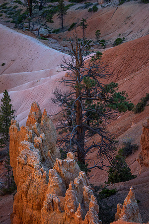 Pine and Spires, Bryce Canyon National Park, UT