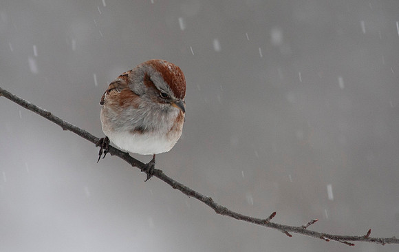 American Tree Sparrow, Winter, Stockton, IL