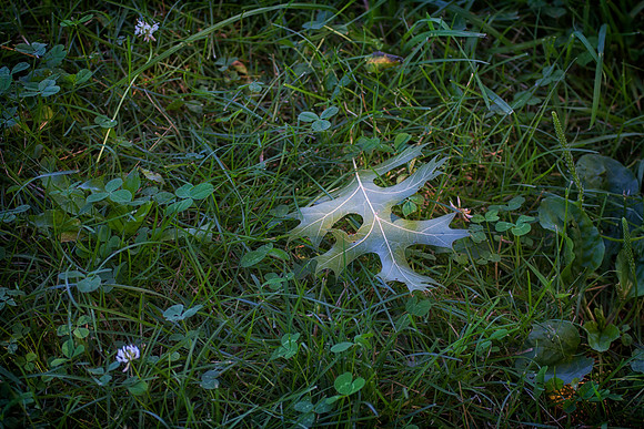 Pin Oak Leaf, Stockton, IL