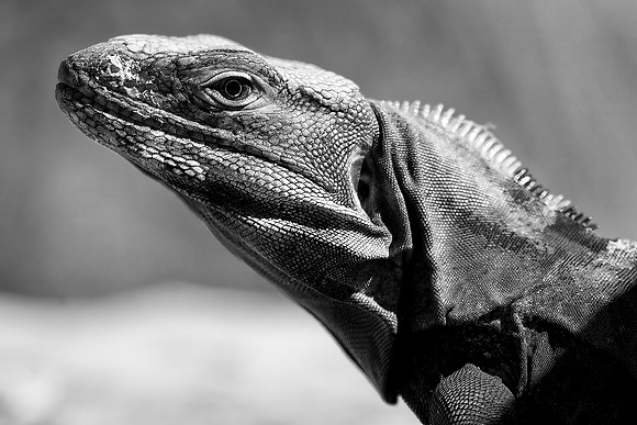 Iguana