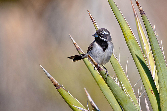 Mountain Chickadee