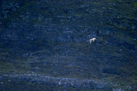 Mountain Goat, Banff National Park, Alberta, Canada