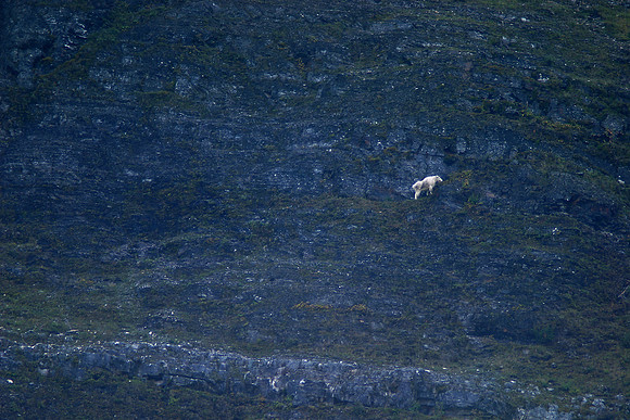 Mountain Goat, Banff National Park, Alberta, Canada