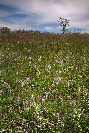 Upper Meadow, Morning