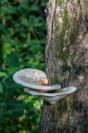 Fungi I, Stockton, IL