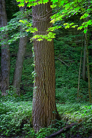 Illinois Canyon, Starved Rock State Park, IL