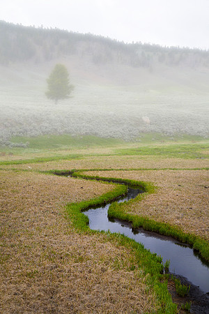 Tree and Creek in Fog, Roosevelt, Yellowstone National Park, WY
