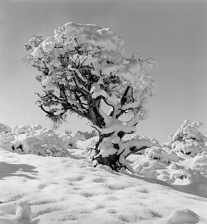Snow on Juniper, Arches National Park, UT