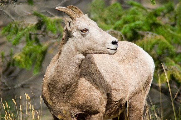 Big Horn Sheep, Radium Hot Springs, British Columbia, Canada
