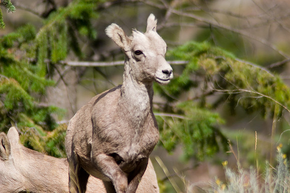 Big Horn Sheep, Radium Hot Springs, British Columbia, Canada