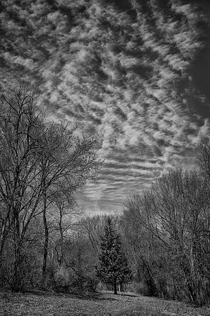 Pine and Sky, Lower Meadow