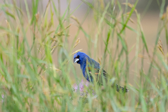Blue Grosbeak, Male
