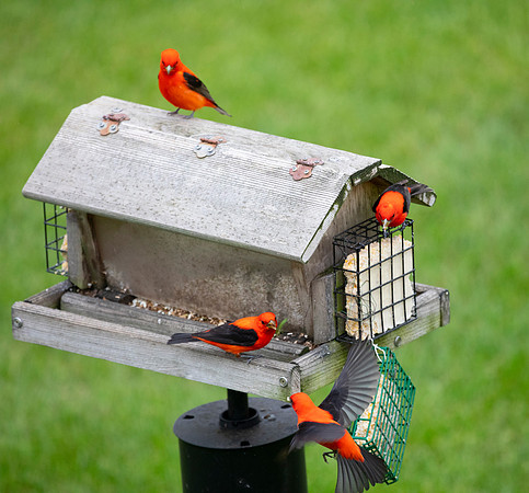 Male Scarlet Tanagers