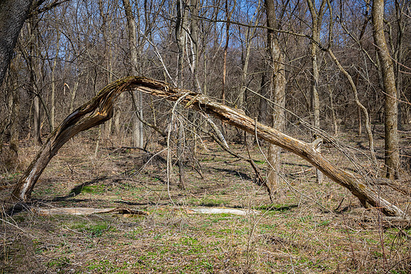 Oak Arch