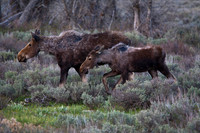 Cow Moose with Yearling