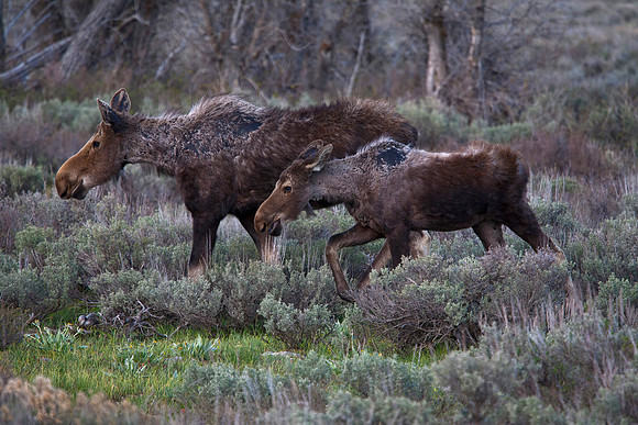 Cow Moose with Yearling