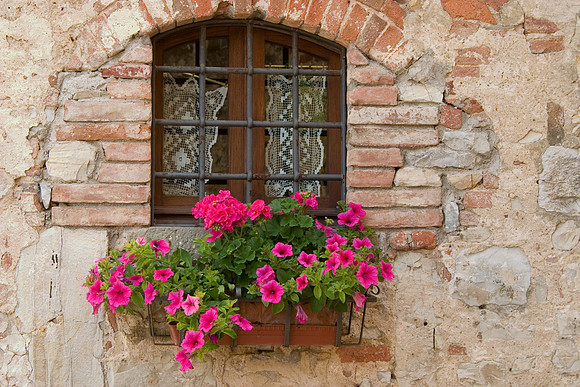 Window and Flowers, Vertine, Italy