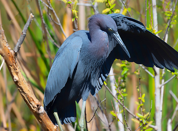 Little Blue Heron