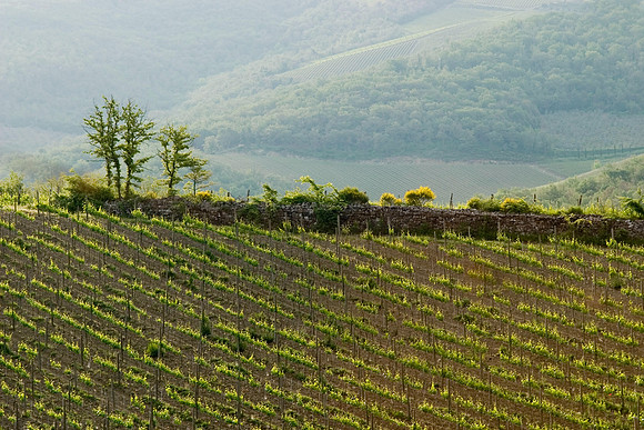 Hillside, Il Molino di Grace, Panzano, Italy