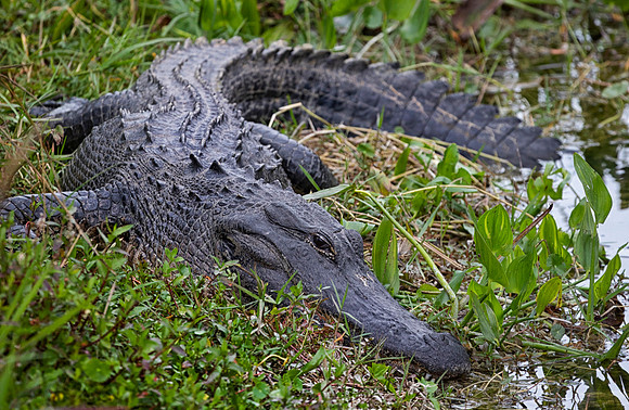 American Alligator