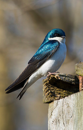 Tree Swallow