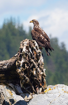 Bald Eagle, Sub-adult
