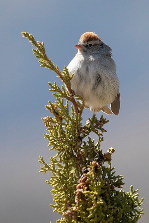 Filed Sparrow