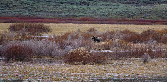 Grizzly Bear, Lamar Valley, Yellowstone National Park, WY