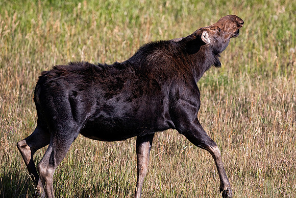 Moose Cow