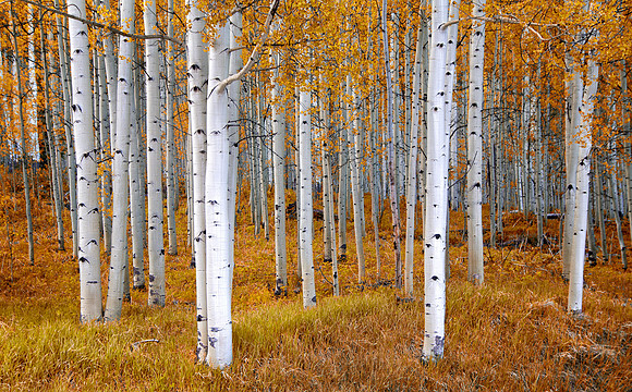 Aspen Grove, Maroon Bells Wilderness, Aspen, CO