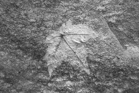 Leaf Print on Sandstone, Starved Rock State Park, IL