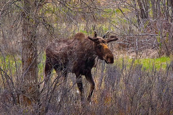 Bull Moose