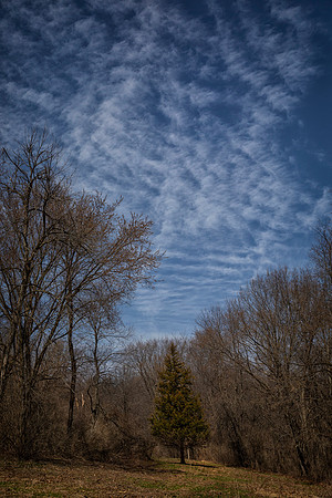 Pine and Sky, Lower Meadow