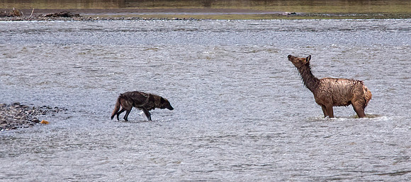 Wolf and Elk, The Battle Is a Draw