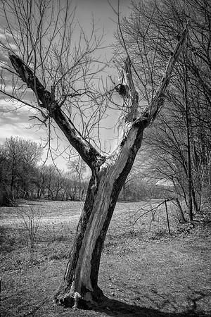 Skyward