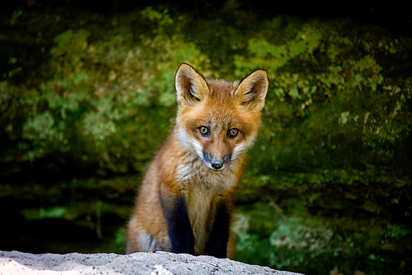 Fox Kit, Starved Rock State Park, LaSalle County, IL