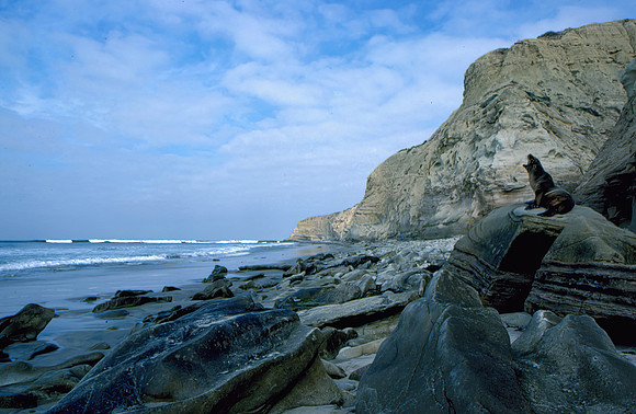 Harbour Seal