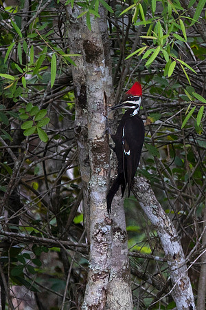 Pileated Woodpecker