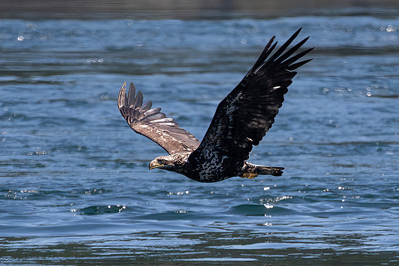 Bald Eagle, Sub-adult