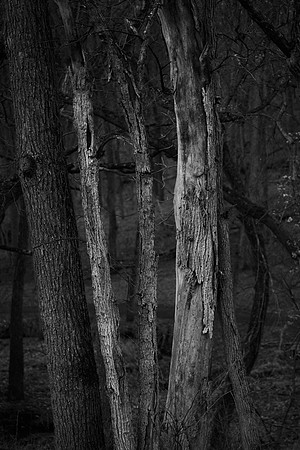 Forest Edge