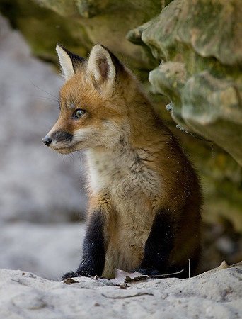 Fox Kit, Starved Rock State Park, LaSalle County, IL